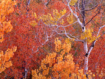 Forest, season, red, autumn, tree HD wallpaper