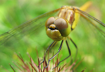 dragonfly-eyes, animals, green, other, eyes, dragonfly, grass, head HD wallpaper