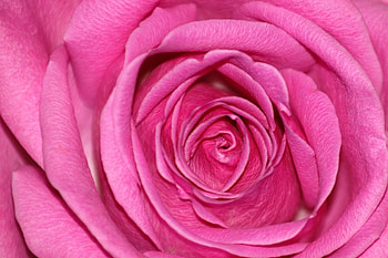 adi, nature, flowers HD wallpaper