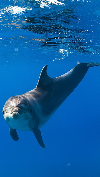 Enigmatic dolphins, Fascinating marine life, Elegant sea creatures, Mysterious presence HD phone wallpaper