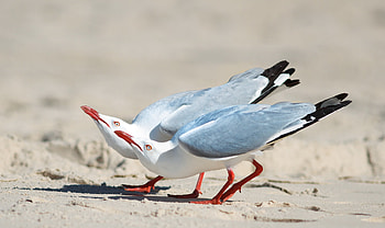 Animals, Birds, Seagulls, Couple, Pair HD wallpaper