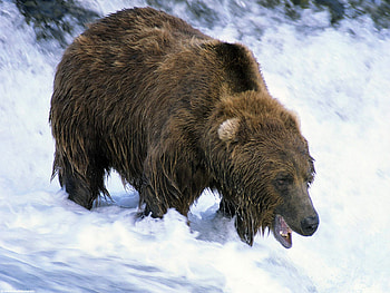 Fishing Time, grizzly, water, fishing, time bear HD wallpaper