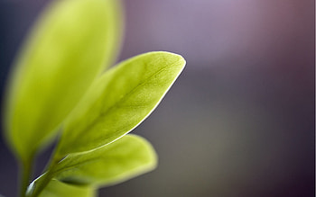 Macro, Glare, Light, Sheet, Leaf, Form, Light Coloured HD wallpaper