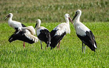 Storks, Latvia, grass, birds HD wallpaper