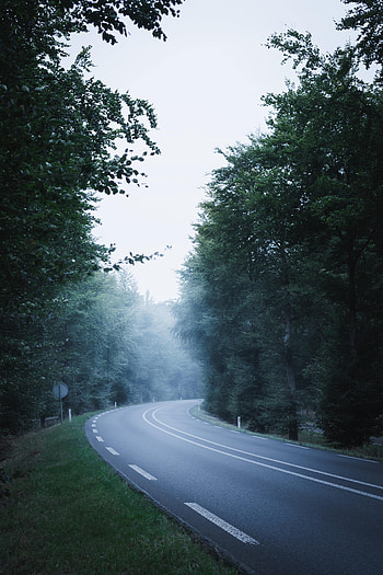 Nature, Trees, Road, Markup, Fog, Dahl, Distance HD phone wallpaper