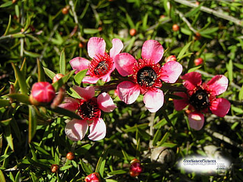 PINK WILD FLOWERS, pink, flowers, wild, pretty HD wallpaper