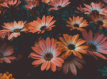 Flowers, Bloom, Flowering, Flower Bed, Flowerbed, African Chamomile, African Daisy, Osteospermum HD wallpaper