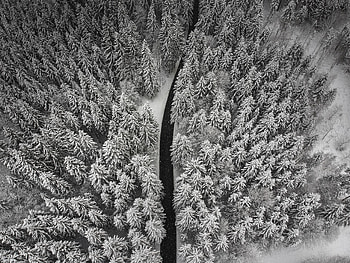 Aerial view, forest, pine tree, winter, white HD wallpaper