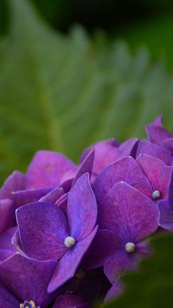 Hydrangea bush, Lush foliage, Stunning blooms, Garden paradise HD phone wallpaper