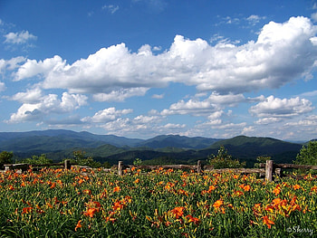 Floral Fenceline, fence, landscape, clouds, sky, flowers, mountains HD wallpaper