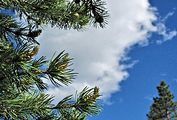 Through The Pines, blue sky, pine, clouds, sky, nature, pines, forest HD wallpaper