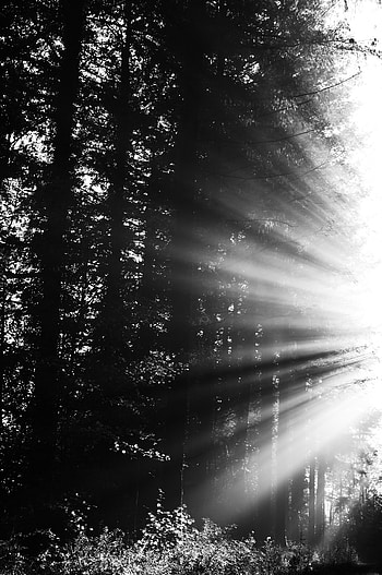 Nature, Sun, Beams, Rays, Forest, Bw, Chb HD phone wallpaper