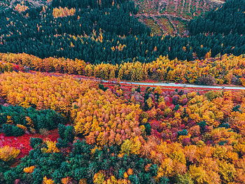 Nature, Trees, Autumn, View From Above, Road, Forest HD wallpaper