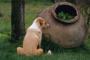 looking around, dog, jar, field, green HD wallpaper