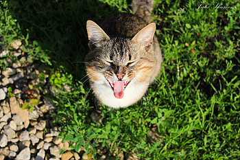 Animals, Grass, Cat, Shadow, Scream, Cry, Concern, Preoccupation HD wallpaper