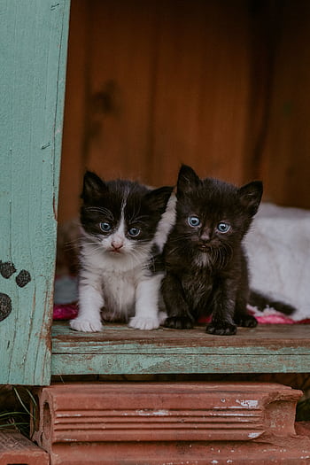 Two cute kittens with blue eyes sitting in a rustic wooden box, showcasing their curious expressions. HD phone wallpaper