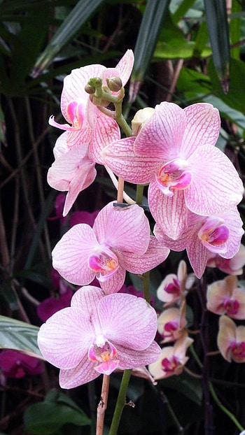 Orchid, Flower HD phone wallpaper