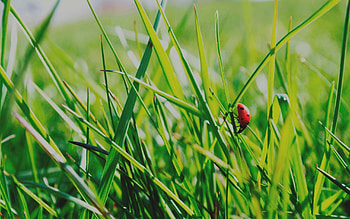 Grass, Background, Macro, Insect, Crawl, Climb HD wallpaper