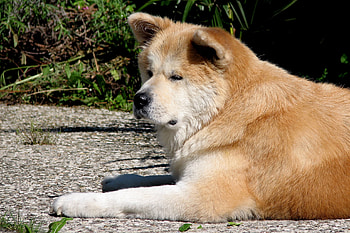 Animals, To Lie Down, Lie, Dog, Akita Inu, Tired HD wallpaper