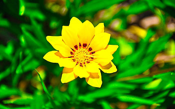 Flowers, Flower, Petals, Greens, Sunny, Solar HD wallpaper