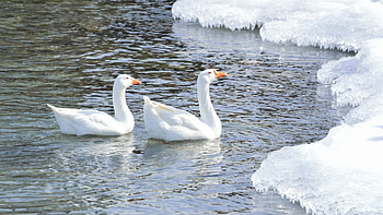 Snow Goose , resolution, Stunning landscapes, Background HD wallpaper