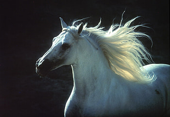 white horse, horses, horse, i love horses HD wallpaper
