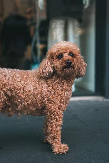 Animals, Dog, Pet, Sight, Opinion, Poodle HD phone wallpaper