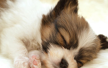 Sleepy dog, sweet, pay, dogs, puppies, cute, beautiful, beauty, playful, playful dog, puppy, dog face, pretty, animals, face, bubbles, lovely HD wallpaper