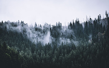 green, forest, fog, nature, trees, dawn, 16:10, , , background, 3116, 1680X1050 Forest Fog HD wallpaper