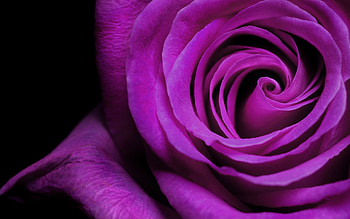 Plants, Flowers, Background, Roses, Violet HD wallpaper