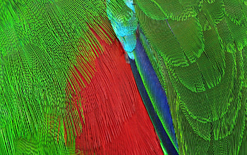 Feathers, blue, feather, abstract, green, red, texture, parrot HD wallpaper