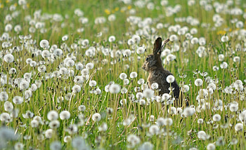 Animals, Flowers, Grass, Dandelions, Field, Hare HD wallpaper