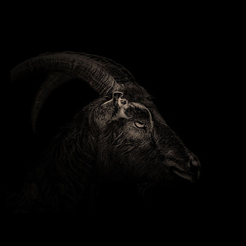 Goat art, Captivating visuals, Artistic brilliance, Creative expression HD phone wallpaper