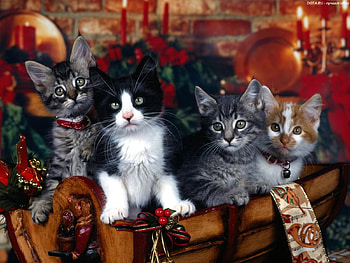 Animals, Cats HD wallpaper