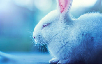 Elegant bunny rabbits, Graceful creatures, Gentle nature, Wallflower's delight HD wallpaper