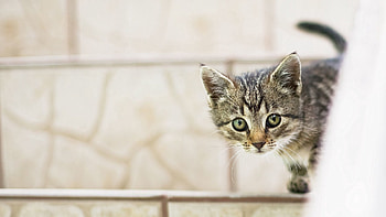 Animals, Kitty, Kitten, Kid, Tot, Peek Out, Look Out HD wallpaper