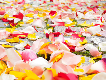Roses, Miscellanea, Miscellaneous, Multicolored, Motley, Petals HD wallpaper