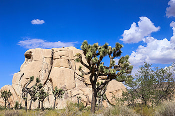 Joshua Tree National Park, Stunning stock , Beautiful landscapes, Nature's charm HD wallpaper