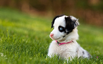 Animals, Dog, Beautiful, Sight, Opinion, Puppy, Astonishment, Surprise HD wallpaper