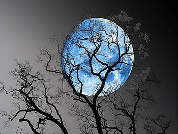 Fairytale, moon, fantasy, fairtytale, sky, spring, tree HD wallpaper
