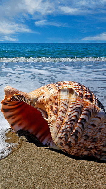 Beach Shell, , John Tremblay, Posted By HD phone wallpaper