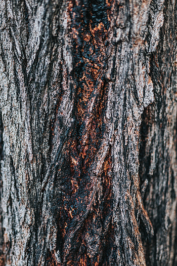 Wood, Wooden, Tree, Texture, Textures, Relief, Bark HD phone wallpaper