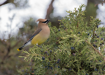 Animals, Bush, Bird, Waxwing, American Waxwing, American Swiristel HD wallpaper