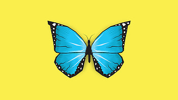 Butterfly Insect Minimal , butterfly, minimalism, minimalist, artist, artwork, digital-art HD wallpaper