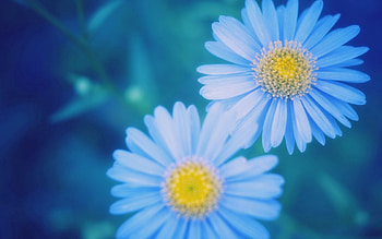 Flowers, Background, Macro, Dark, Petals HD wallpaper
