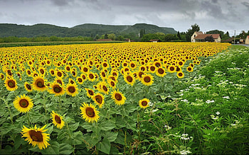 Flowers, Sunflowers, Field, Village HD wallpaper