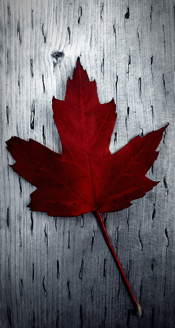 Leaf, canada, fall, plant HD phone wallpaper