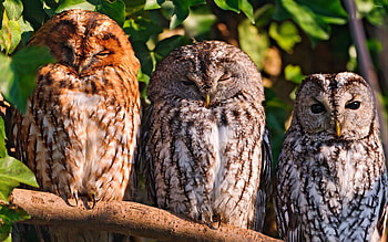 Owls in the wild, Animal kingdom, Nature's guardians, with owls HD wallpaper
