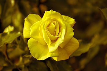 Macro, Rose Flower, Rose HD wallpaper