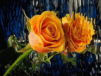 Yellow Rose, rose, beautiful, , yellow HD wallpaper